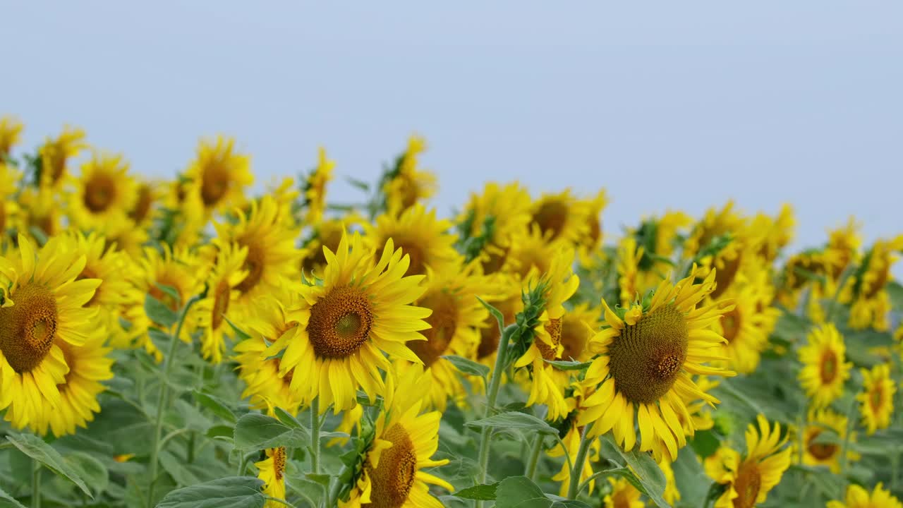 카메라가 을 꺼내서 아름다운 파란색 배경으로 움직이는 이 모든 일반적인 꽃을 보여줍니다. 헬리안투스 안누스 (helianthus annuus) 태국