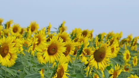 camera zooms out showing all these common sunflowers moving with a lovely blue background, helianthus annuus, thailand