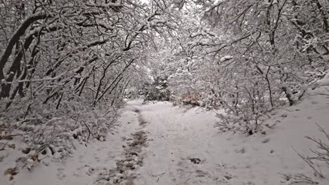 Dolly-Aéreo-Debajo-De-Un-Sendero-Cubierto-De-Nieve-Bajo-Un-Túnel-De-árboles-Sin-Hojas