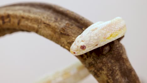 A corn snake rests on a branch, showcasing its unique patterns and colors in a well-lit, natural setting