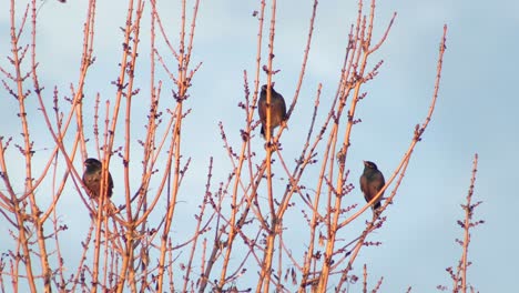 Common-Indian-Myna-Birds-Perched-In-Bare-Tree-Golden-Hour-Australia-Gippsland-Victoria-Maffra-Medium-Shot