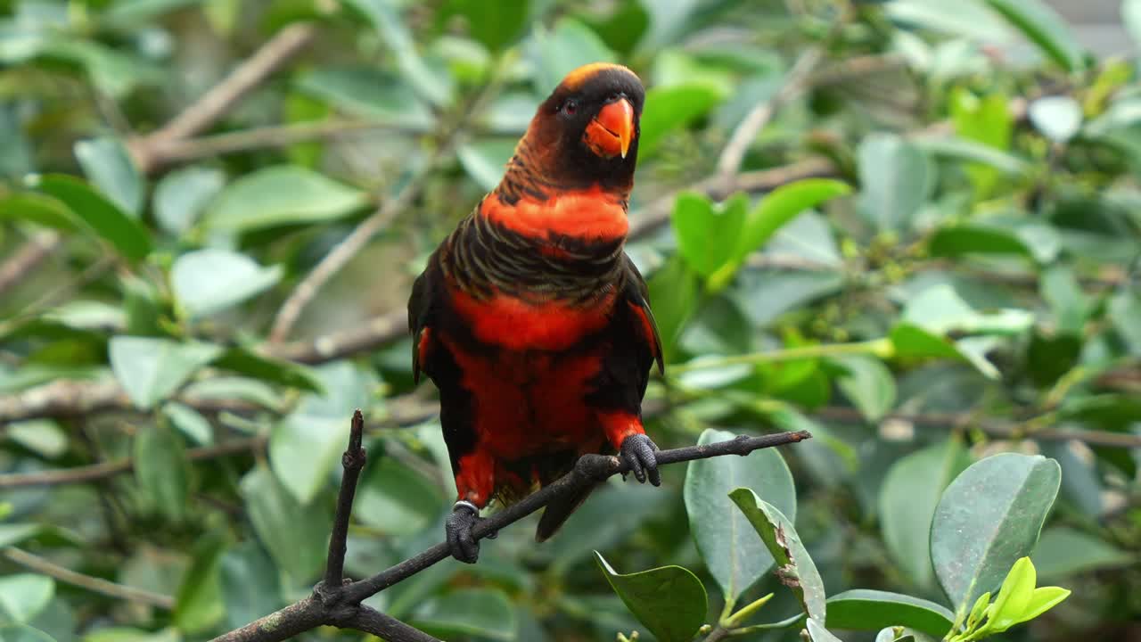 feliz lory oscuro, pseudeos fuscata posado en la rama del árbol, la cabeza balanceándose y llamando en medio del entorno del bosque, mostrando emoción, buscando atención, disparo de cerca