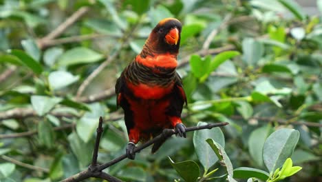 happy dusky lory, pseudeos fuscata perched on tree branch, head bobbing and calling amidst in the forest environment, displaying excitement, seeking for attention, close up shot