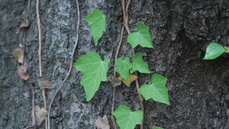 Planta-De-Hiedra-Con-Hojas-Verdes-Arrastrándose-En-El-Tronco-Del-árbol