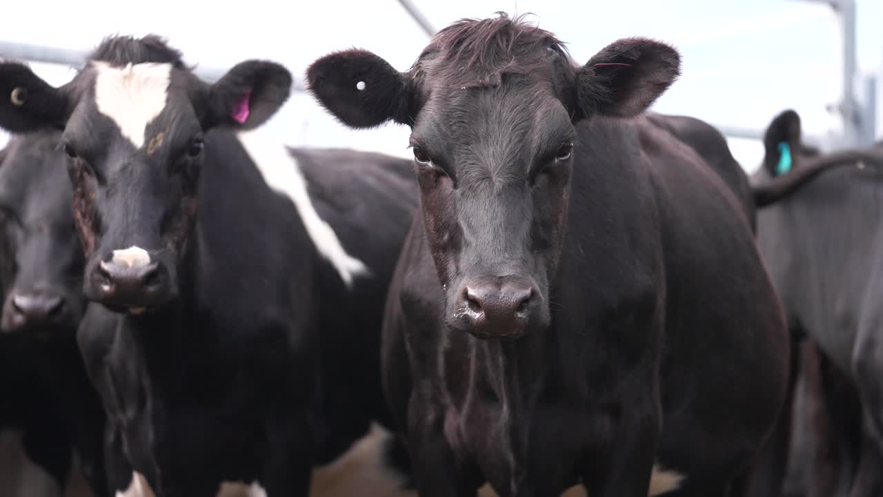 Mucche dall'aspetto buffo che fissano la telecamera, animali Holstein neri in mandria