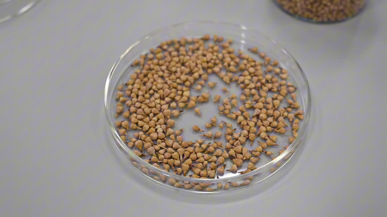 Plant seeds are preserved inside the Plant Preservation Lab in the UAE