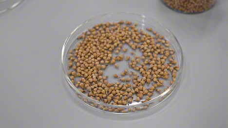 plant seeds are preserved inside the plant preservation lab in the uae