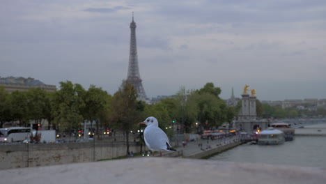 gull against evening paris view with eiffel tower and waterfront france