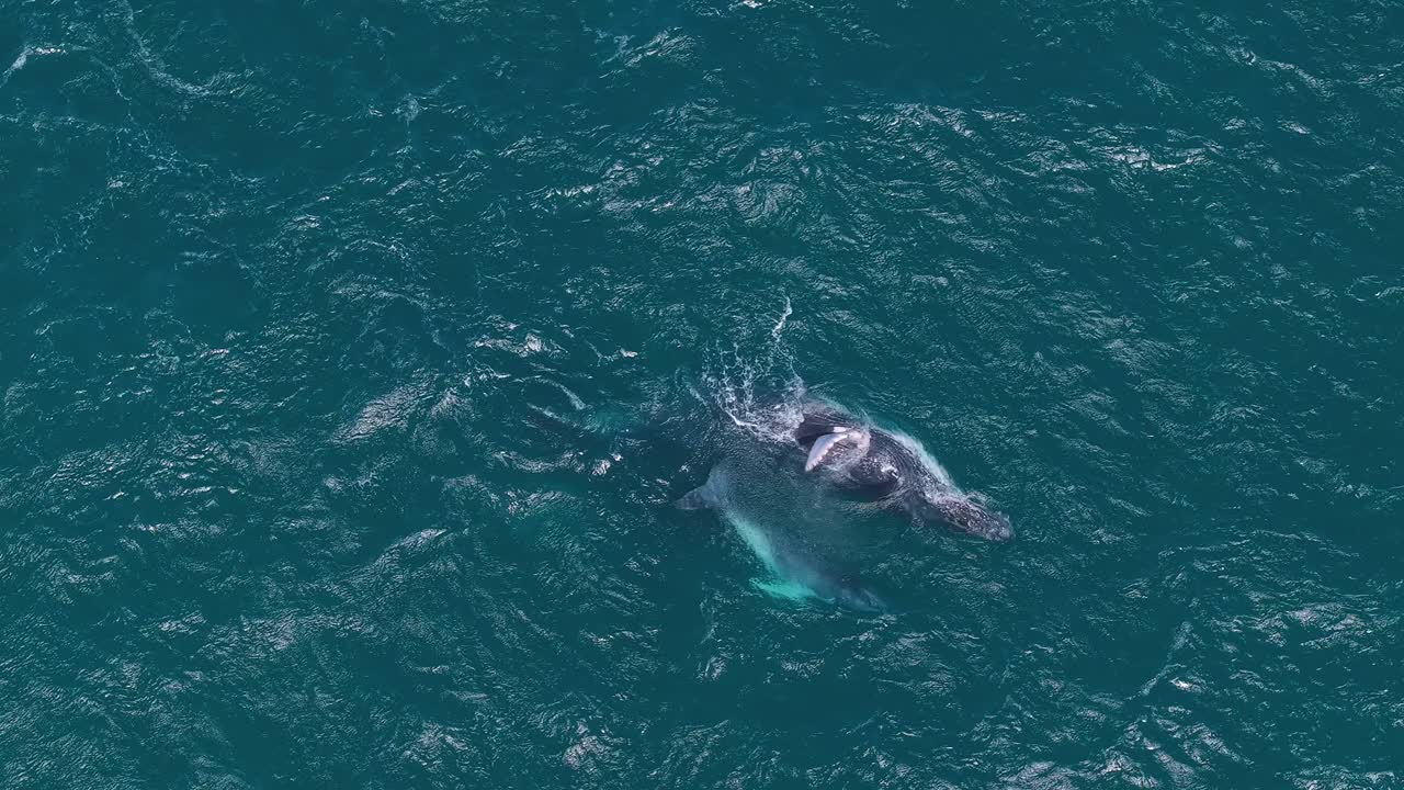 A tender drone moment of a mother whale and her calf playing in the open ocean. The calf lifts and jumps with its tail while the mom slaps the water with her fin, connected display of bond and joy