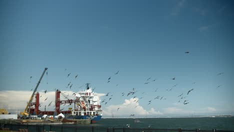 Slow-motion-shot-of-flock-of-birds-flying-away-near-ships-docked-in-Pensacola,-Florida