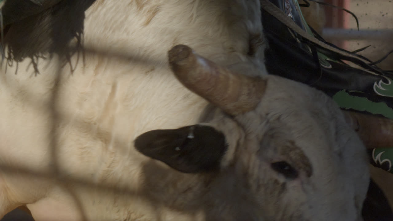 Cowboy boot spurring while riding a bull in slow motion.