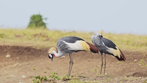 Toma-En-Cámara-Lenta-De-Grullas-Coronadas-Grises-En-La-Orilla-Del-Río-Mara-Con-Plumaje-Colorido-En-Los-Pastizales,-Vida-Silvestre-Africana-En-La-Reserva-Nacional-Masai-Mara,-Kenia,-Animales-De-Safari-Africanos-En-Masai-Mara