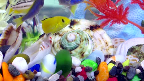 fishes in underwater in colorful aquarium