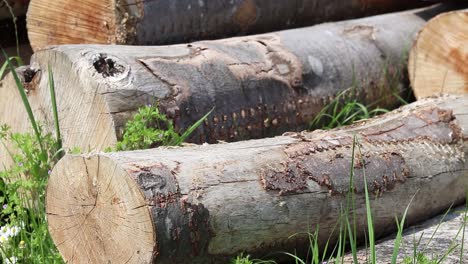 Lumberjack-moving-tree-trunk-to-the-pile-of-logs-in-the-lumber-yard