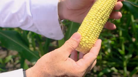 Mano-Sosteniendo-Un-Maíz-Amarillo-Sin-Cáscara