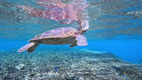 cerca de una pequeña tortuga marina verde nadando bajo el mar azul tropical