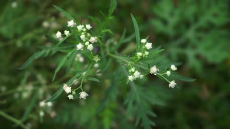 parthenium is a poisonous plant with a variety of diseases that grow from flower molecules