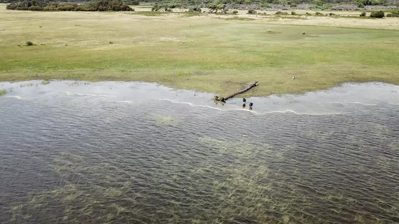 Drone luftfoto over sø og naturreservat med sorte svaner i bugten.