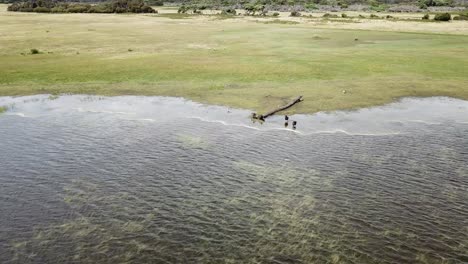 Drone-aerial-over-lake-and-nature-reserve-with-black-swans-on-bay