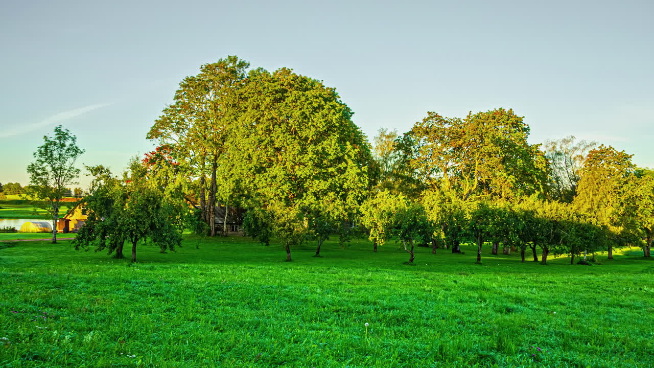 lapso de tiempo de un amanecer en el campo con árboles que proyectan sombras
