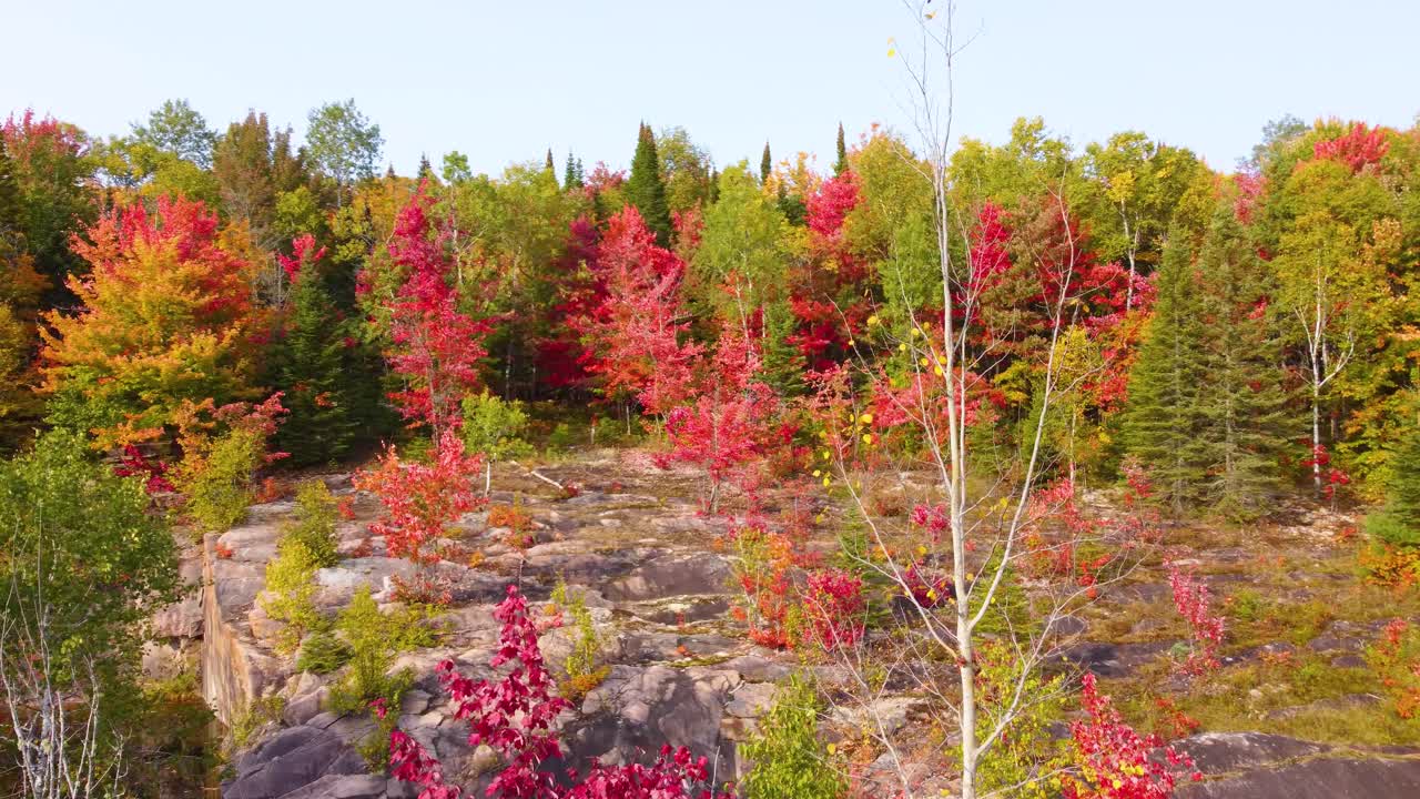 Aerial view of fall foliage in woods, Northern Ontario, Canada