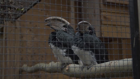 dos cálaos de trompetista sentados en una rama en una jaula de pájaros