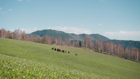 horses with colts graze on field against wood and mountains