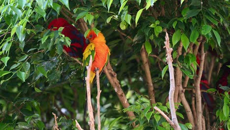 Several-brightly-coloured-Sun-parakeets-resting-in-the-trees-balancing-on-branches-and-scratching