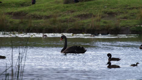 black swan floating on a lake gives a feather shake