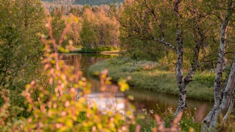 Am-Ufer-Des-Flusses-Stehen-Vergilbte-Herbstbäume