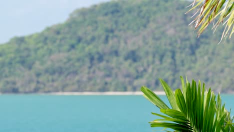 palm leaves gently sway in the breeze against a serene ocean backdrop in phuket, thailand, captured in soft daylight