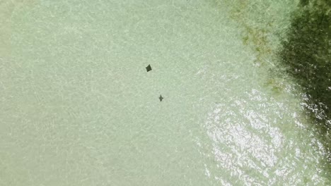 Stingrays-swimming-in-the-crystal-clear-waters-of-Nylon-pool,-Tobago