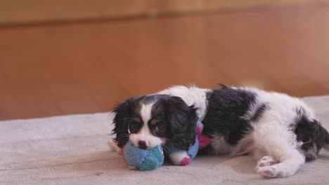 una foto de un lindo cachorro jugando con su juguete de mascar en una sala de estar