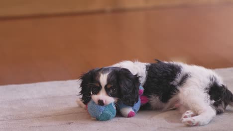 shot of a cute puppy playing with his chew toy in a living room