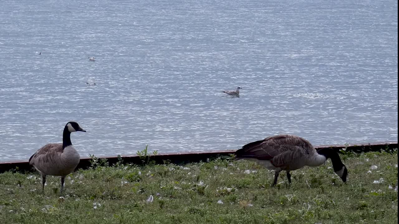 Geese graze on grass as seagulls swim in the water.