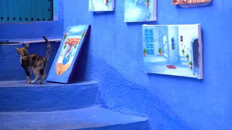 Eine-Niedliche-Kleine-Katze,-Die-Auf-Der-Treppe-In-Der-Blauen-Stadt-Chefchaouen,-Marokko,-Spaziert