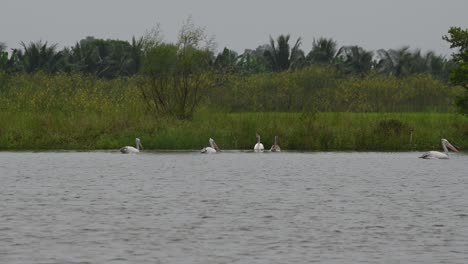 An-individual-takes-off-to-capture-a-fish-to-eat-while-others-float-towards-the-right-as-it-enjoys-its-meal,-Spot-billed-Pelican-Pelecanus-philippensis,-Thailand