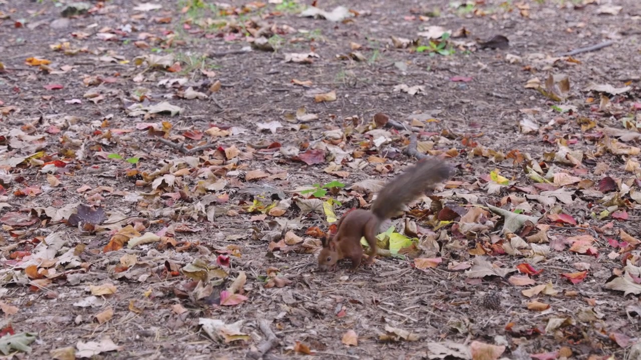 Scoiattolo giapponese, Sciurus Lis, che raccoglie noci per l'inverno a Sapporo
