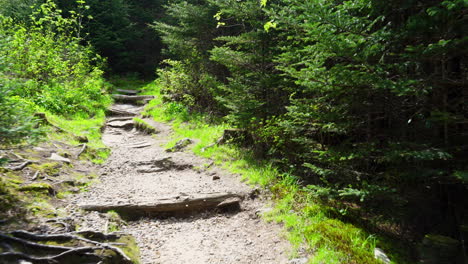 un paseo de verano a través de un sendero de senderismo en los bosques de virginia occidental