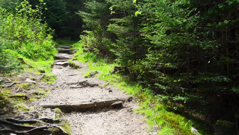 a summertime walk through a hiking path in west virginia woods