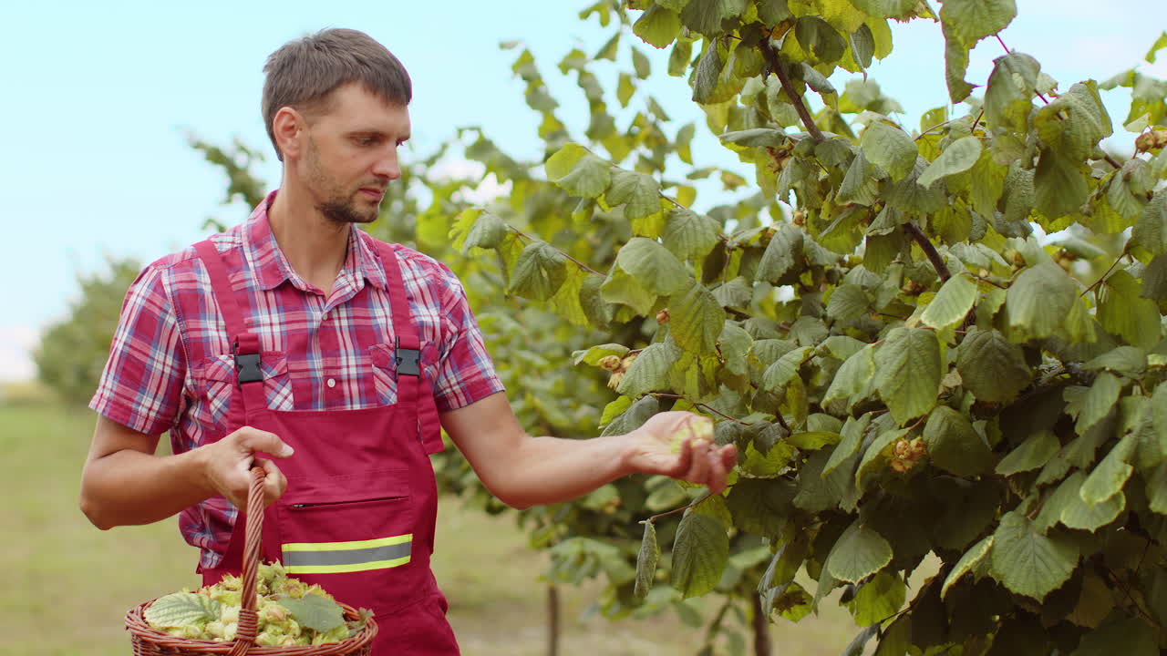 Man agronomist plucks collects ripe hazelnuts from deciduous hazel trees rows in garden harvesting