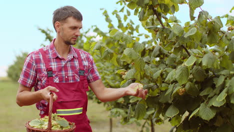 man agronomist plucks collects ripe hazelnuts from deciduous hazel trees rows in garden harvesting