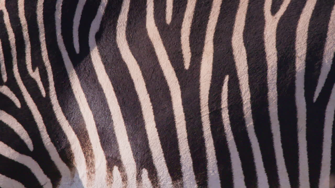 Grevy's Zebras body in savannah grasslands