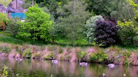 geese swimming down an english canal , real time footage