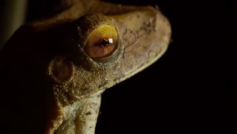 vue latérale gros plan rainette rendant sa peau et ses yeux visibles montrant son tympan