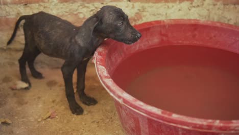 Slow-Motion-120fps---Skinny-puppy-drinks-water-in-the-dog-shelter-after-being-rescued-from-the-Peruvian-streets