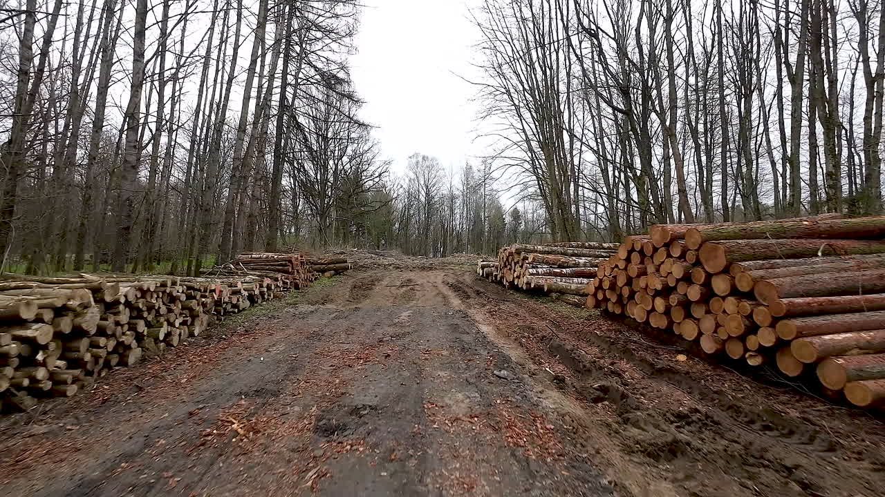 troncos apilados en los bosques, árboles talados para la industria maderera