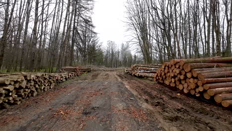 stacked logs in woodland, felled trees for timber industry