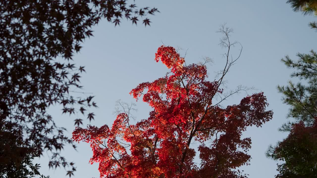 파란 하늘을 배경으로 그려진 은 메이플 잎을 올려다보며