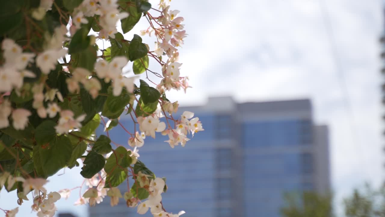 도시 꽃  ⁇ 비  ⁇ 은 날